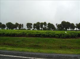 Limuru, plantacja herbaty